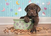 Clementoni supercolor puppy legpuzzel 180 stukjes - thumbnail