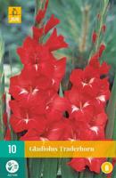 Gladiolus traderhorn 10st bloembol zomer Gladiool JUB - Jub - thumbnail
