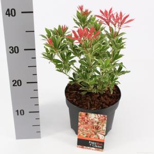 Rotsheide (Pieris Japonica “Carnaval”) heester - 6 stuks