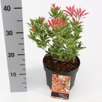 Rotsheide (Pieris Japonica “Carnaval”) heester - 6 stuks - thumbnail