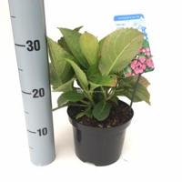 Hydrangea Macrophylla "Taube" schermhortensia - thumbnail