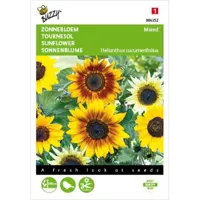 Helianthus, Zonnebloem gemengd - thumbnail