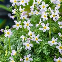 Waterviolier (Hottonia palustris) zuurstofplant (10-stuks) - thumbnail