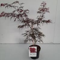Japanse esdoorn (Acer palmatum "Garnet") heester - 40-50 cm - 1 stuks - thumbnail