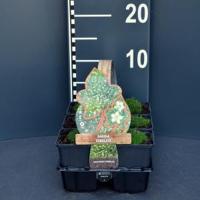 Vetmuur (sagina subulata) bodembedekker - 6-pack - 1 stuks - thumbnail