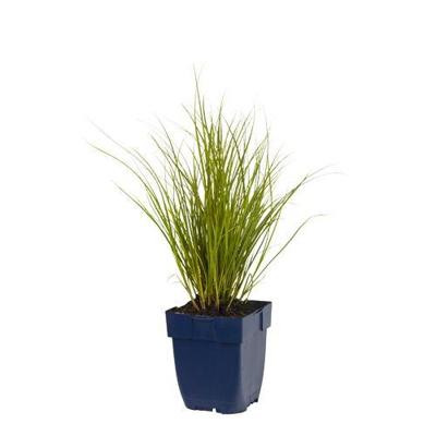 Carex Phoenix Green vaste plant Griffioen - Griffioen Carex Phoenix Green vaste plant Griffioen - Griffioen