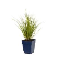 Carex Phoenix Green vaste plant Griffioen - Griffioen - thumbnail