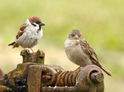 Mussen 70x50cm Tuinschilderij Customize-it - Customize it