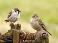 Mussen 70x50cm Tuinschilderij Customize-it - Customize it - thumbnail