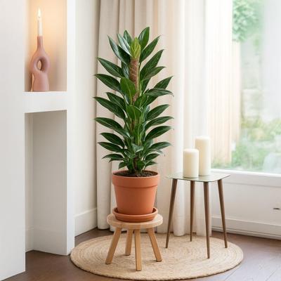 Philodendron Standleyana Variegata (Cobra) - P 19 cm