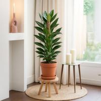 Philodendron Standleyana Variegata (Cobra) - P 19 cm - thumbnail