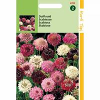 Zaden Scabiosa Duifkruid gemengd Hortitops - Hortitops - thumbnail