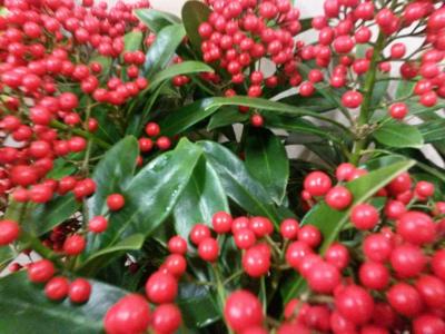 Skimmia met bes 40 cm Warentuin Natuurlijk - Warentuin natuurlijk