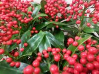 Skimmia met bes 40 cm Warentuin Natuurlijk - Warentuin natuurlijk - thumbnail