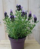 Kuiflavendel Lavandula stoechas Warentuin Natuurlijk - Warentuin natuurlijk - thumbnail