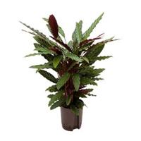 Calathea rufibarba wavestar hydrocultuur plant - thumbnail