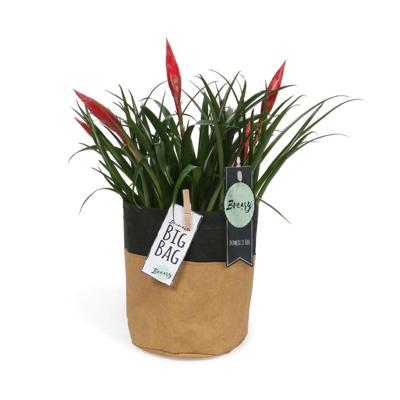 Bromelia Vriesea multiflora Astrid in pot "Bigbag" Bromelia Vriesea multiflora Astrid in pot "Bigbag"