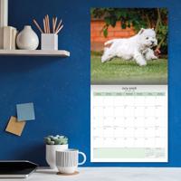 West Highland White Terrier Kalender 2026 - thumbnail
