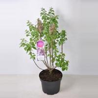 Sering (syringa vulgaris "Mme Antoine Buchner") - 80-100 cm - 1 stuks - thumbnail
