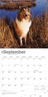 Schotse Herder / Collie Kalender 2026 - thumbnail