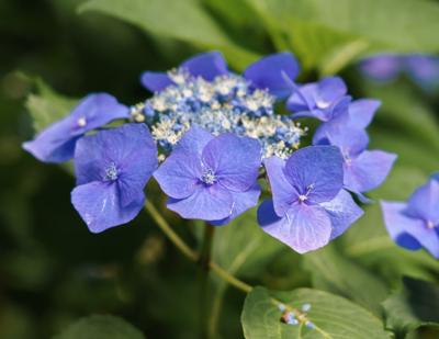 Scherm Hortensia