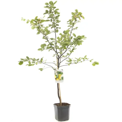 Kweepeer Cydonia oblonga peer 160 cm