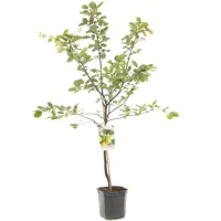 Kweepeer Cydonia oblonga peer 160 cm - thumbnail