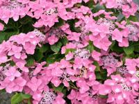 Schermhortensia - thumbnail