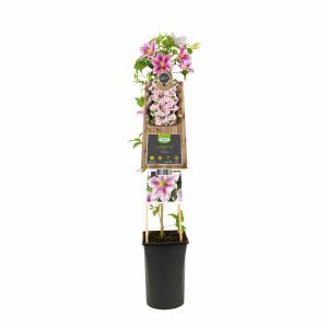 Clematis Piilu - bosrank