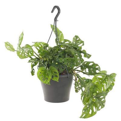 Monstera Obliqua (in hangpot) - P 21 cm