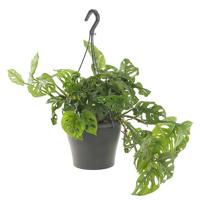 Monstera Obliqua (in hangpot) - P 21 cm - thumbnail