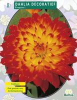 Zomer Bloembollen Dahlia Decoratief Proycon per 1 Baltus - Baltus - thumbnail