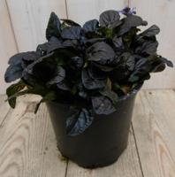 3 stuks! Zenegroen Ajuga donkerrood Warentuin Natuurlijk - Warentuin natuurlijk - thumbnail