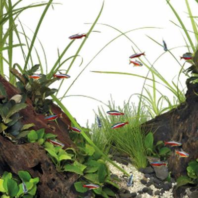 Superfish quadro 70 pro wit Superfish - Superfish