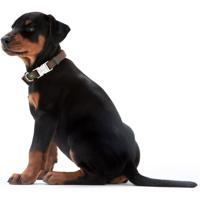 Hunter Vario Basic Alu-Strong Grijs Nylon, Kunststof Extra groot Hond Standaard halsband - thumbnail