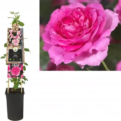 Klimplant Rosa Pink Climber - Klimroos Roze