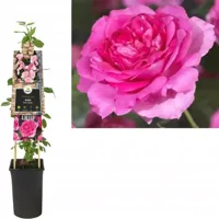 Klimplant Rosa Pink Climber - Klimroos Roze - thumbnail