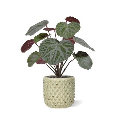 Saxifraga kunstplant groen/rood 25cm in 10cm pot