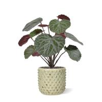 Saxifraga kunstplant groen/rood 25cm in 10cm pot - thumbnail