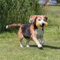 TRIXIE HALTER MET BEL NATUURRUBBER 17 CM 3 ST - thumbnail