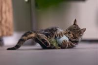 Beeztees Kitten Bal met Veer Rizo groen kattenspeelgoed - thumbnail