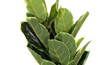 Decoratieve plant DKD Home Decor Polyethyleen Groen 40 x 40 x 120 cm Stads - thumbnail