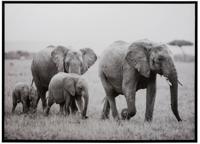 J-Line Kader Olifanten Hout|Papier Zwart|Wit - thumbnail