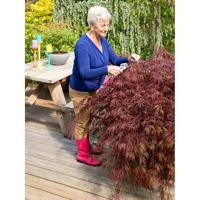 Japanse esdoorn (Acer palmatum "Garnet") heester - 50-60 cm - 1 stuks - thumbnail