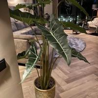 Alocasia Sarian kunstplant 140cm - thumbnail
