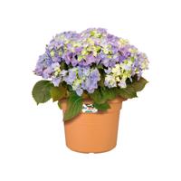 Elho green basics cilinder bloempot 35 cm mild terra - thumbnail