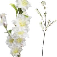 Blossom bloem white sakura - thumbnail
