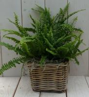 Koningsvaren mandje 30 cm Warentuin Natuurlijk - Warentuin natuurlijk - thumbnail