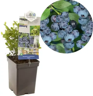 Bosbes Vaccinium corymbosum Alvar