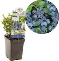 Bosbes Vaccinium corymbosum Alvar - thumbnail